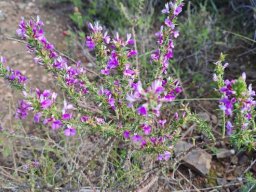 Muraltia heisteria flowering purple and white